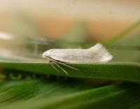 Attēlu rezultāti vaicājumam “Elachista argentella”