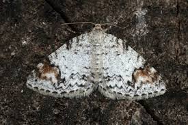 Attēlu rezultāti vaicājumam “Venusia blomeri”