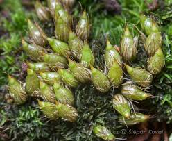 Attēlu rezultāti vaicājumam “Dichodontium pellucidum sporophyte”