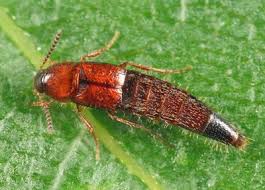 Attēlu rezultāti vaicājumam “Tachyporus sp.”