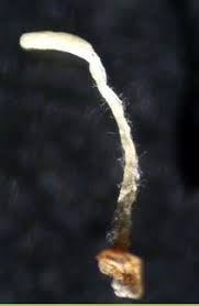 Attēlu rezultāti vaicājumam “Typhula setipes”