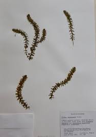 Attēlu rezultāti vaicājumam “Elodea canadensis”