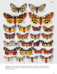 Attēlu rezultāti vaicājumam “Noctuidae”