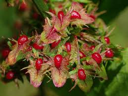 Attēlu rezultāti vaicājumam “Rumex obtusifolius flower”