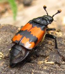 Attēlu rezultāti vaicājumam “Nicrophorus investigator”