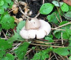 Attēlu rezultāti vaicājumam “Geastrum”