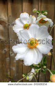 Image result for Meconopsis betonicifolia alba