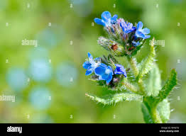 Attēlu rezultāti vaicājumam “Anchusa arvensis leaf”