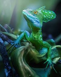 Risultati immagini per dasia smaragdina