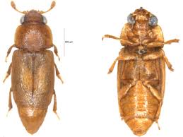 Attēlu rezultāti vaicājumam “Epuraea sp.”