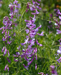 Attēlu rezultāti vaicājumam “Vicia tenuifolia flower”