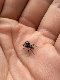 Attēlu rezultāti vaicājumam “Salticus scenicus”