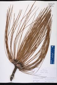 Attēlu rezultāti vaicājumam “Polymerus palustris”