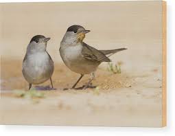 Attēlu rezultāti vaicājumam “Sylvia atricapilla”