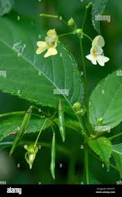 Attēlu rezultāti vaicājumam “Impatiens parviflora”