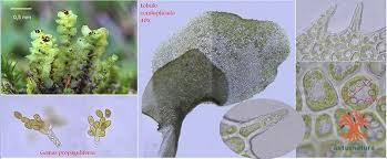 Attēlu rezultāti vaicājumam “Scapania nemorea”