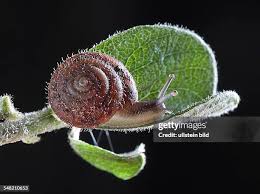 Attēlu rezultāti vaicājumam “Trichia sp.”