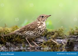 Attēlu rezultāti vaicājumam “Turdus viscivorus juvenile”