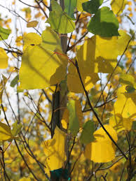 Attēlu rezultāti vaicājumam “Populus x canadensis”