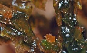 Attēlu rezultāti vaicājumam “Octosporella jungermanniarum”