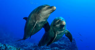 Image result for Dolphin Sub Aqua