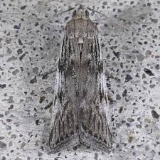 Attēlu rezultāti vaicājumam “Zophodia grossulariella”