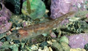 Image result for Boreogadus saida