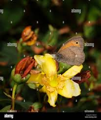 Attēlu rezultāti vaicājumam “Maniola jurtina male”