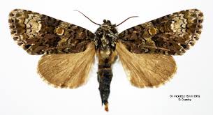 Attēlu rezultāti vaicājumam “Craniophora ligustri”