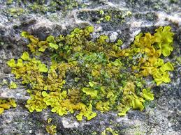 Attēlu rezultāti vaicājumam “Oxyrrhynchium hians var. rigidum macro”