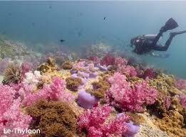 Image result for Scuba Fun