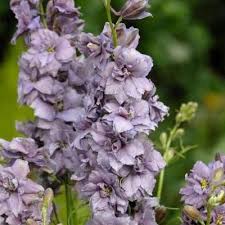 Image result for Consolida ajacis oder Consolida regalis