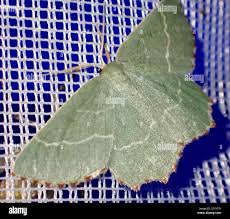 Attēlu rezultāti vaicājumam “Thalera fimbrialis”