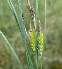 Attēlu rezultāti vaicājumam “Carex appropinquata”
