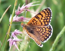 Attēlu rezultāti vaicājumam “Melitaea cinxia upperside”
