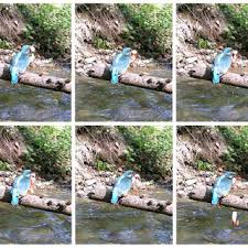 Attēlu rezultāti vaicājumam “Alcedo atthis nest”