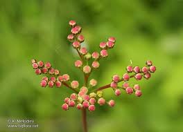 Attēlu rezultāti vaicājumam “Filipendula vulgaris bud”