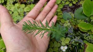 「粉綠狐尾藻」的圖片搜尋結果