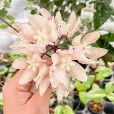 Attēlu rezultāti vaicājumam “Hydria undulata”