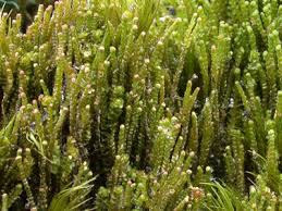 Attēlu rezultāti vaicājumam “Barbilophozia attenuata”