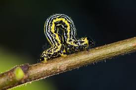 Attēlu rezultāti vaicājumam “Abraxas sylvata larva”