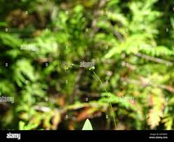 Attēlu rezultāti vaicājumam “Carex disperma”