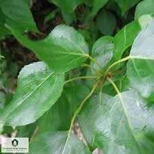 Attēlu rezultāti vaicājumam “Populus x berolinensis”