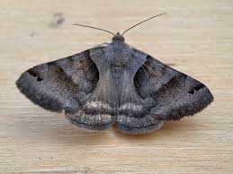 Attēlu rezultāti vaicājumam “Mythimna flammea”