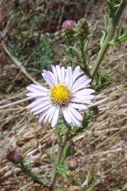 Image result for Aster lanceolatus