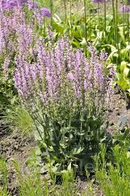 Image result for Salvia pratensis `Rose Rhapsody