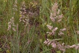Attēlu rezultāti vaicājumam “Holcus lanatus  fruit”