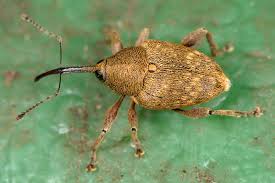 Attēlu rezultāti vaicājumam “Curculio nucum”