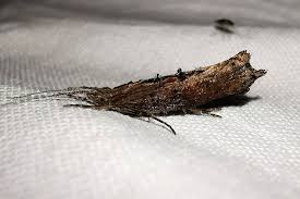 Attēlu rezultāti vaicājumam “Ypsolophidae”