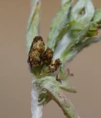 Attēlu rezultāti vaicājumam “Gnaphalium sylvaticum bud”